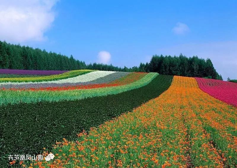 迁品种齐全大型花卉基地采购